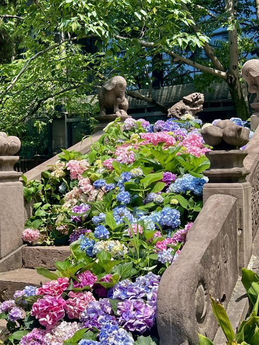 Hydrangea Flower Exhibition at Ningbo Green Island Park (6th