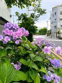東京小眾避坑｜奧淺草邂逅美繡球花，隅田川畔江戶舊夢與花海散策