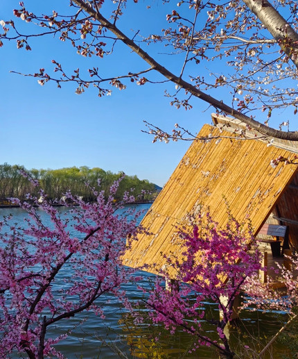 cherry blossom※プロフ確認 A city of cherry blossoms, a gentle note, cherry blossom snow, a