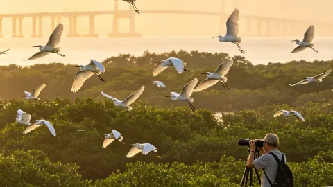 Maoming's 10,000-Mu Mangrove Forest May Travel Guide: In May, Maoming's 10,000-Mu Mangrove Forest boasts a gentle sea breeze and lush greenery. It is the largest contiguous artificial mangrove forest in China and is open to the public free of charge. — traveler post in Maoming