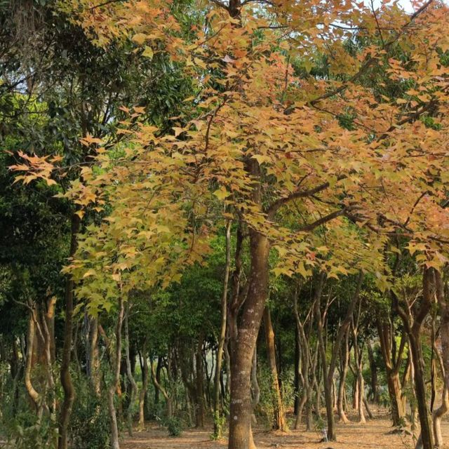 紅叶斜落我心寂寞時!