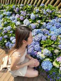 2023年香港花卉展有好多靚靚繡球花！