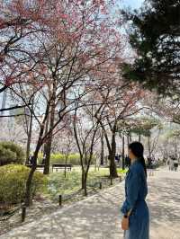 석촌호수 벚꽃 포토존 위치:: 문화실험공간호수🌸