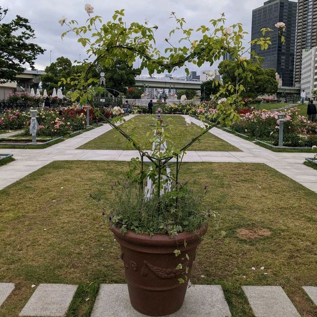 中之島バラ園、散り始めた薔薇も有り、それはそれで風情が有って良い。