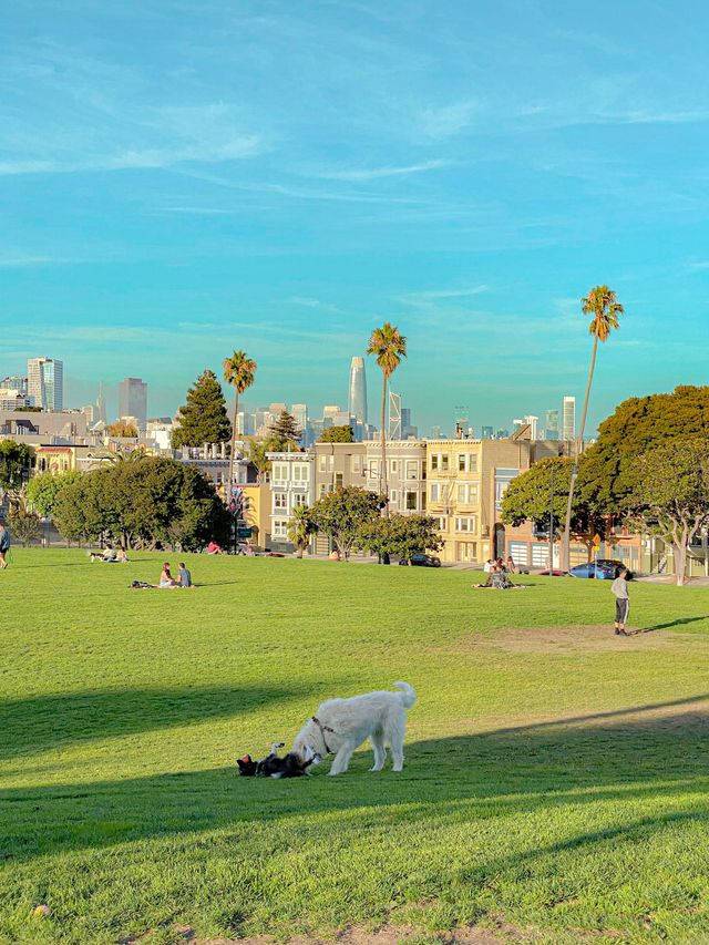 댕댕이들이 뛰어 노는 샌프란시스코 공원 🐶