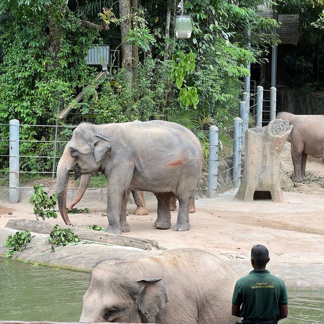 Singapore Zoo 
