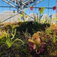 荷蘭🇳🇱 Hortus botanicus Leiden萊頓植物園🌵🪴室內篇