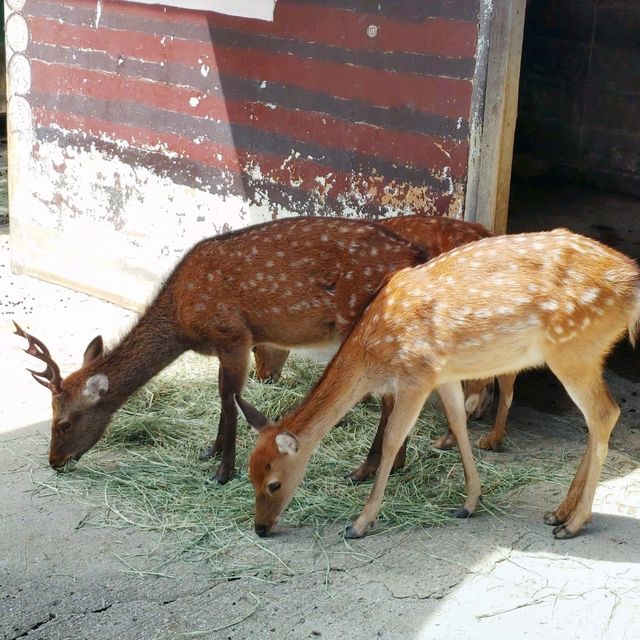 和歌山周辺観光に最適！カンデオホテルズ南海和歌山