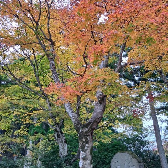 【絶景】比叡山の紅葉2023年