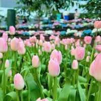 🌷ดอกทิวลิปบานแล้วที่ระยอง อยู่ในพื้นที่มาบตาพุด 