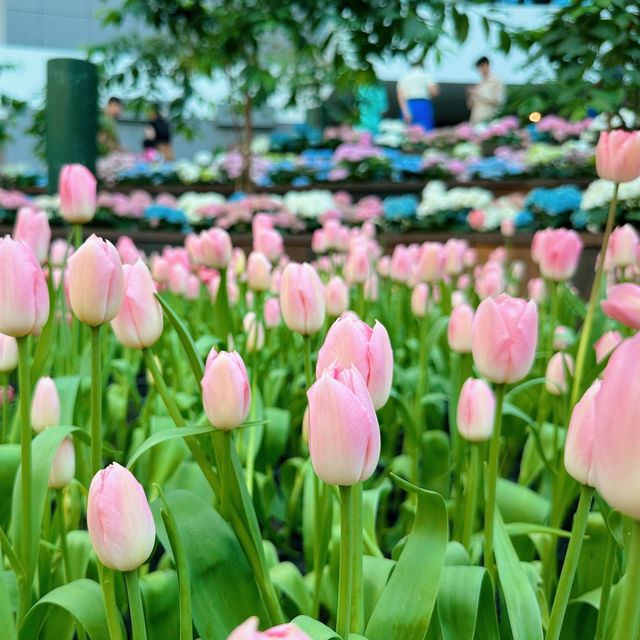 🌷ดอกทิวลิปบานแล้วที่ระยอง อยู่ในพื้นที่มาบตาพุด 