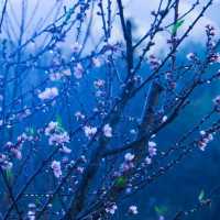 หนาวนี้ที่เขียงใหม่ หนาวสะใจที่ดอยอ่างขาง