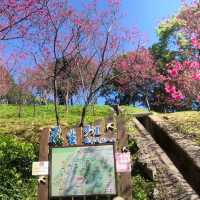 長庚養生文化村（有隱藏版櫻花木棧道八重櫻）