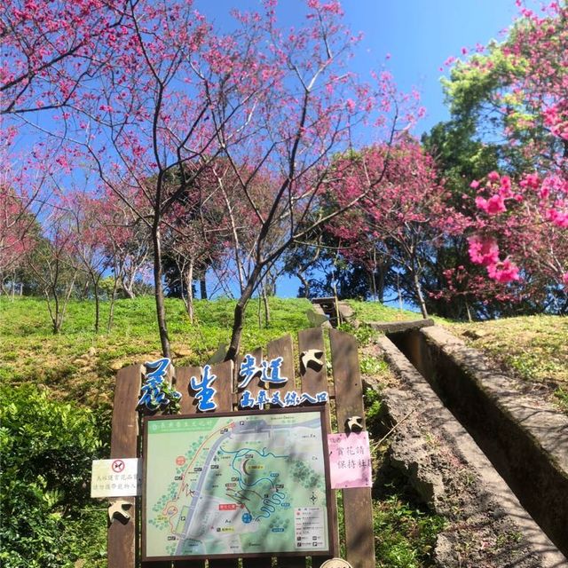 長庚養生文化村（有隱藏版櫻花木棧道八重櫻）