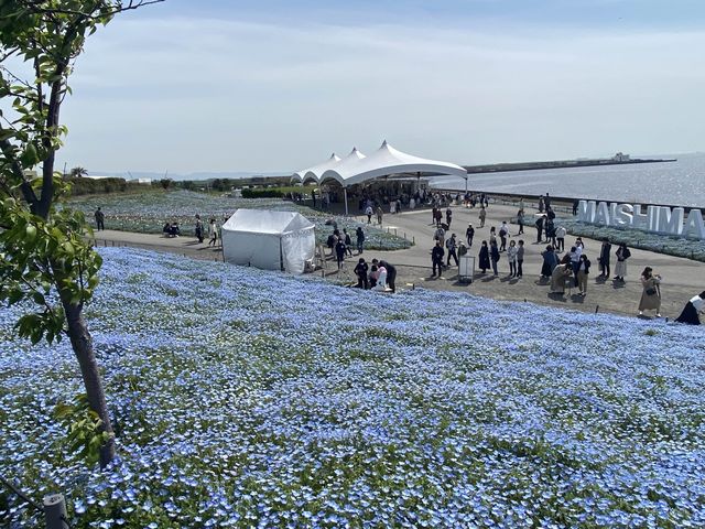 【大阪】春はネモフィラ畑に行こう！