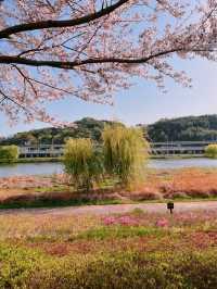 순천에 도착한 봄🌸 순천만국가정원🌸