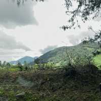 Breathe in fresh air at Mossy Forest Cameron 
