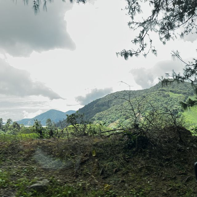 Breathe in fresh air at Mossy Forest Cameron 