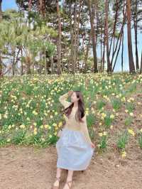 💛서산 유기방가옥 수선화축제💛
