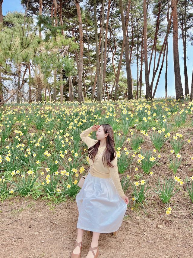 💛서산 유기방가옥 수선화축제💛