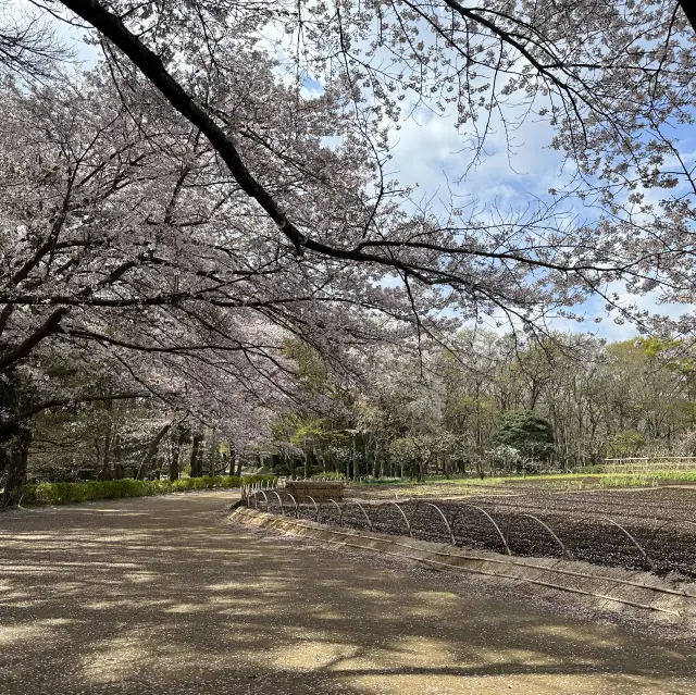 Sakura time at Maguro river 