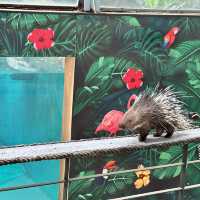 泰國 清邁 夜間野生動物園