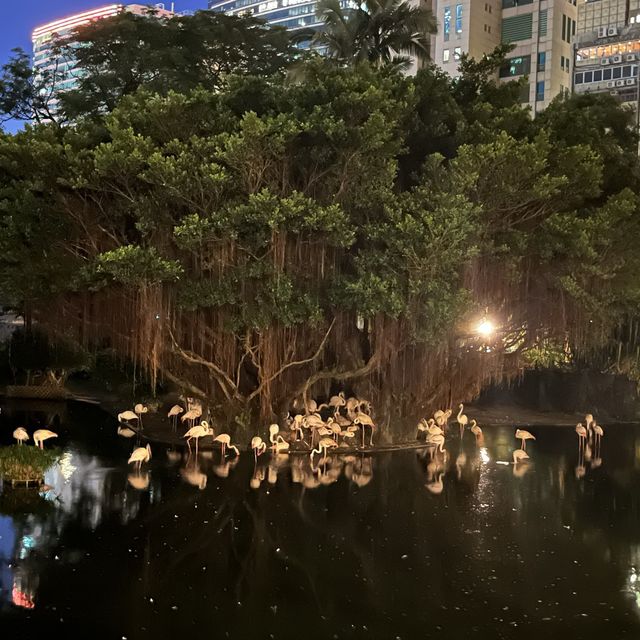 食飽飯散散步，夜遊九龍公園