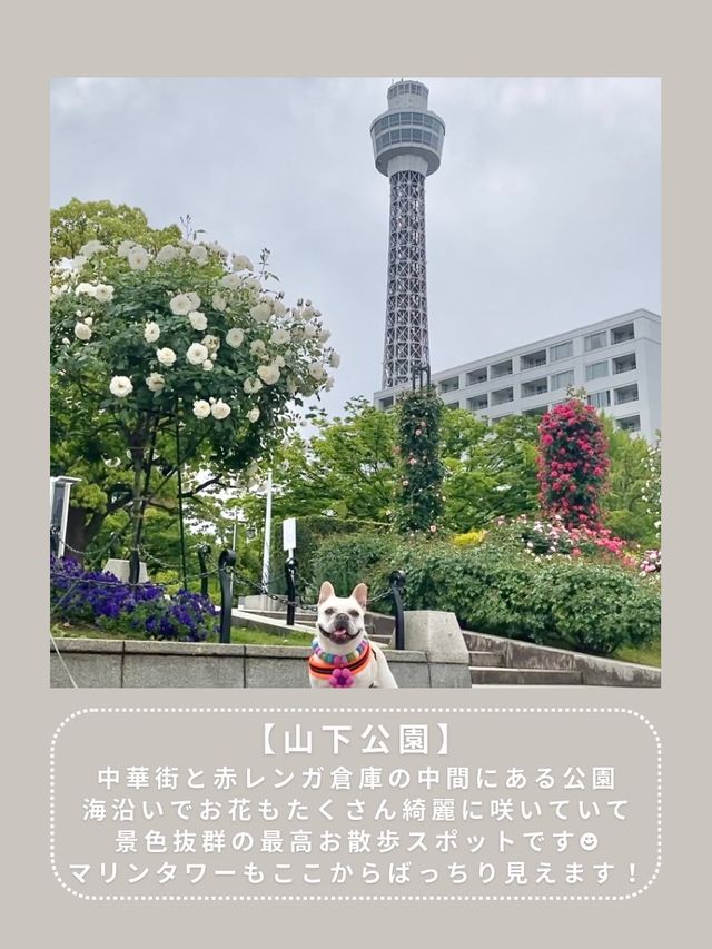 【横浜】わんこと行けるスポット6選🎡
