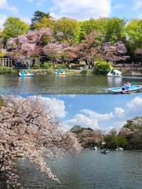 🌸春季東京旅行必去的櫻花景點——井之頭恩賜公園！