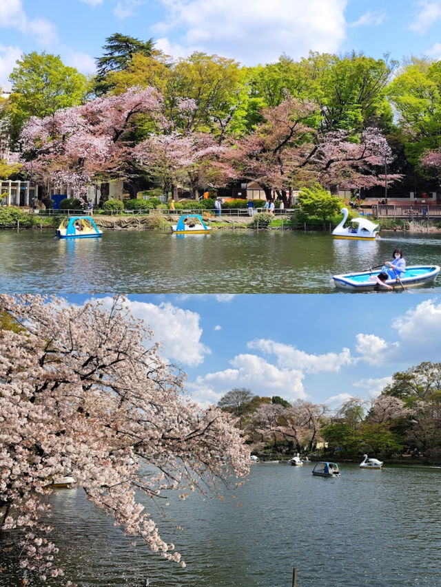 🌸春季東京旅行必去的櫻花景點——井之頭恩賜公園！