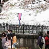 Sumida park 🌸