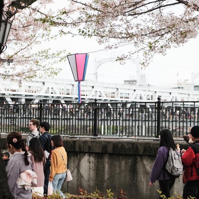 Sumida park 🌸