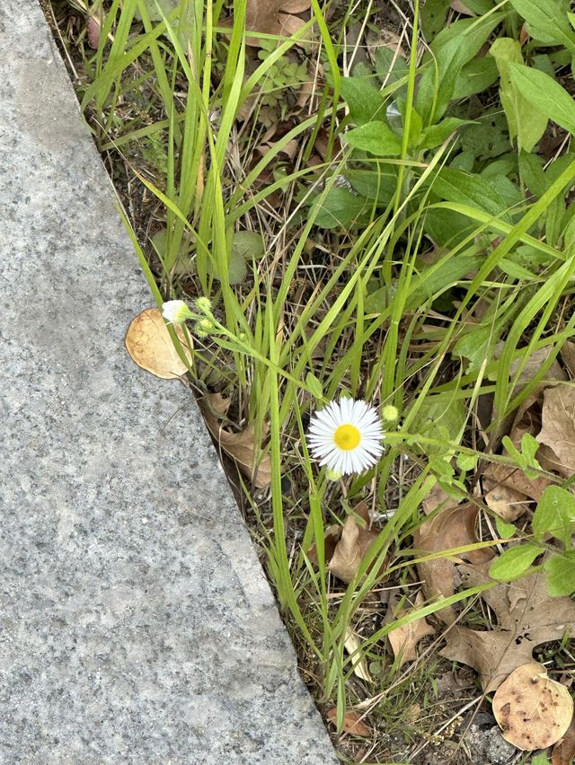 송도의 랜드마크! 산책하기 좋은 공원 [송도 센트럴파크]