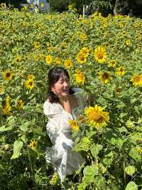 제주 초가을 꽃들 만나기 좋은 ‘항파두리 항몽유적지’