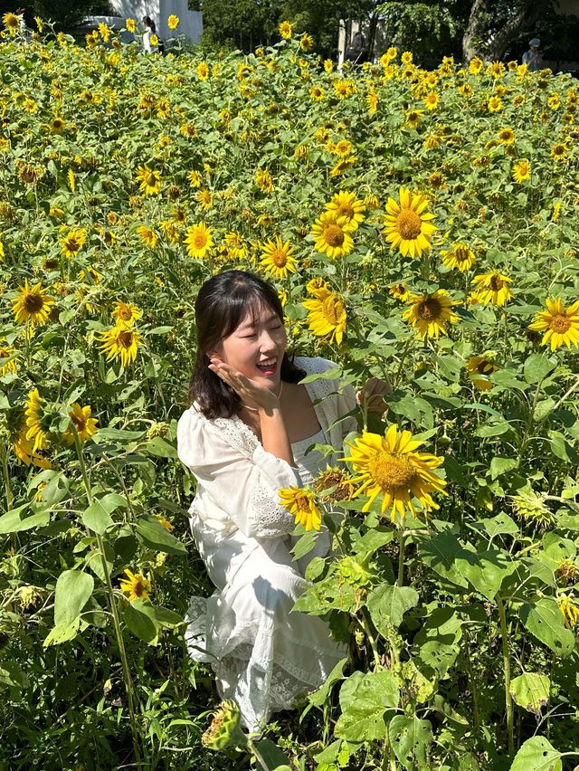 제주 초가을 꽃들 만나기 좋은 ‘항파두리 항몽유적지’