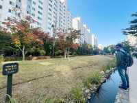 ใบไม้เปลี่ยนสีที่ GYEONGUI LINE FOREST PARK