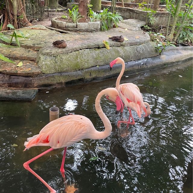 Langkawi Wildlife Park