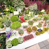 Unique Quirky Plants at Mongkok Flower Market