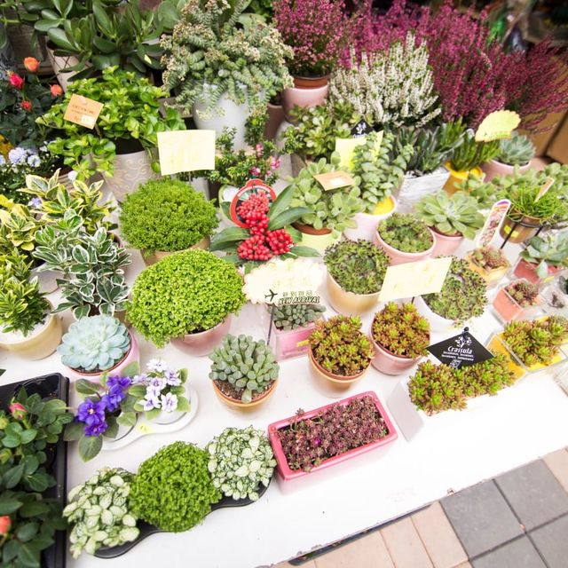 Unique Quirky Plants at Mongkok Flower Market