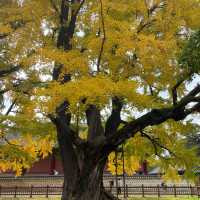 Ginko Tree at Sungkyunkwan Seoul