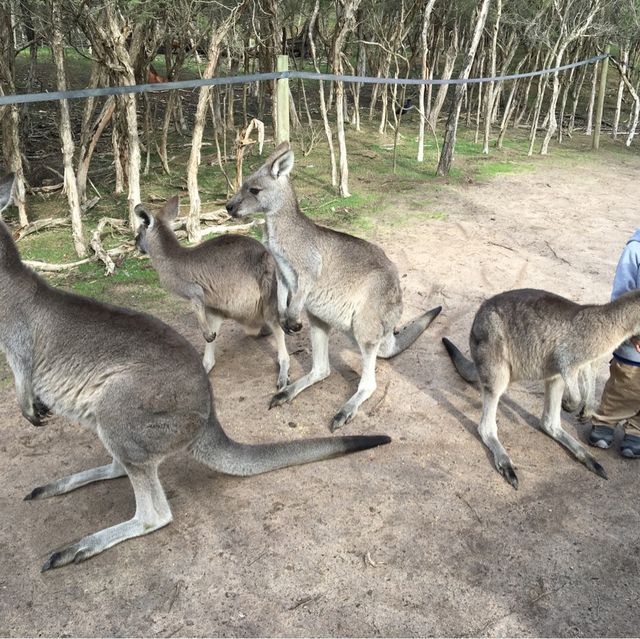 Fun place to get close to the wallby 🦘 