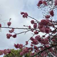 名古屋 - 鶴舞公園 休閑走一走吃醬油丸子～