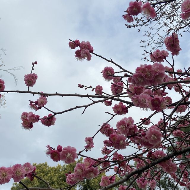 名古屋 - 鶴舞公園 休閑走一走吃醬油丸子～