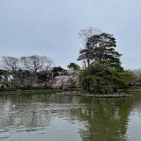 鶴ケ岡八幡宮⛩