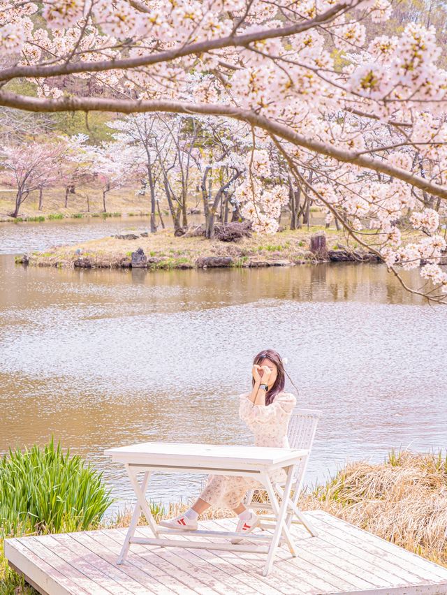 🌸내년에 꼭 가야할 [경주, 벚꽃 모음집]🌺