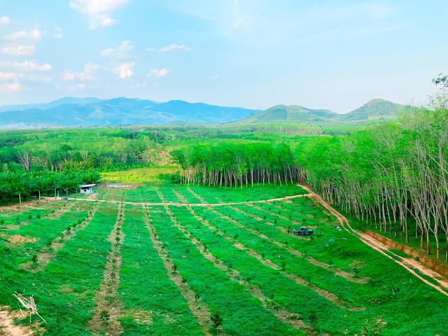 ปันปาย คาเฟ่เปิดใหม่ สุราษฎร์ธานี