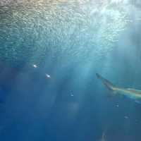 【日本　名古屋港水族館】