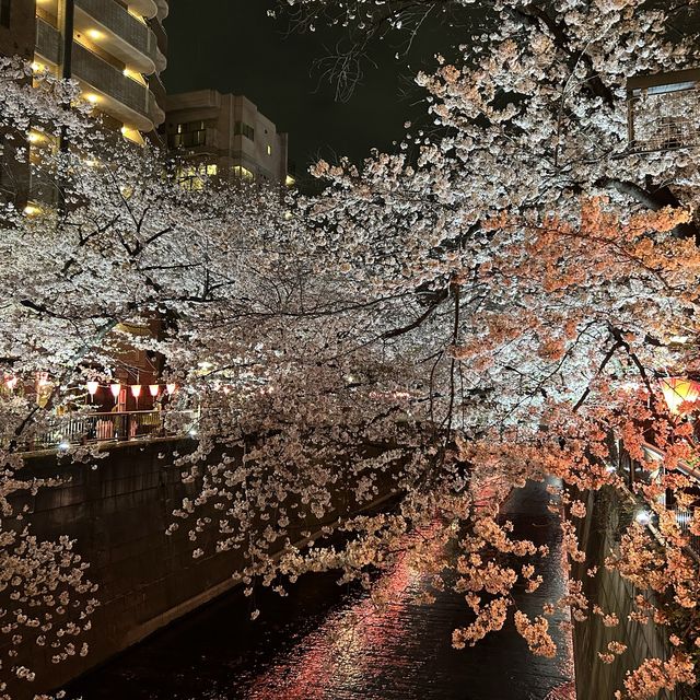 東京賞櫻2023