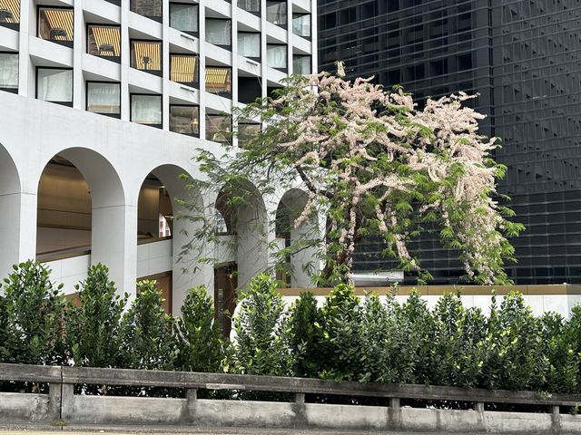 香港賞花 | 中環美利酒店古樹節果決明