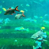 珠海長隆海洋王國之海洋動物
